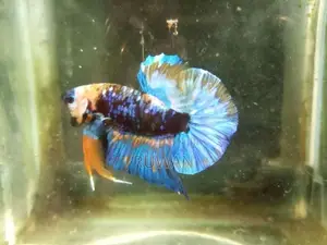 Betta Fish