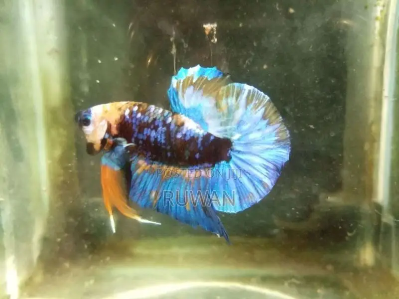 Betta Fish