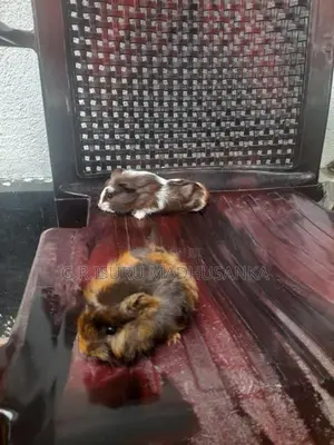 ගිනිපිග් පැටවුන්