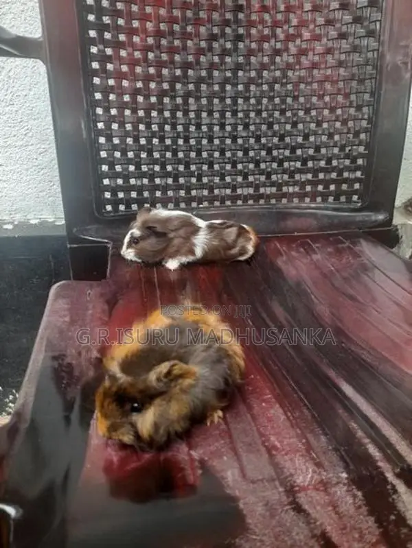 ගිනිපිග් පැටවුන්