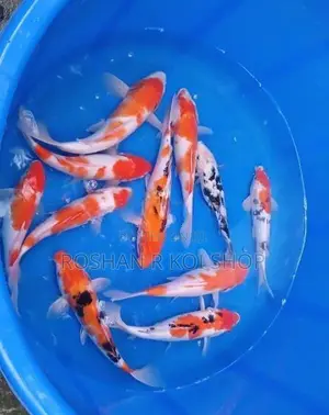 SL Koi Fish