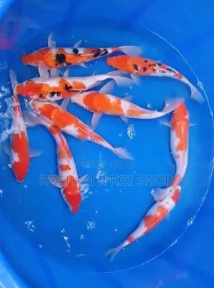 SL Koi Fish