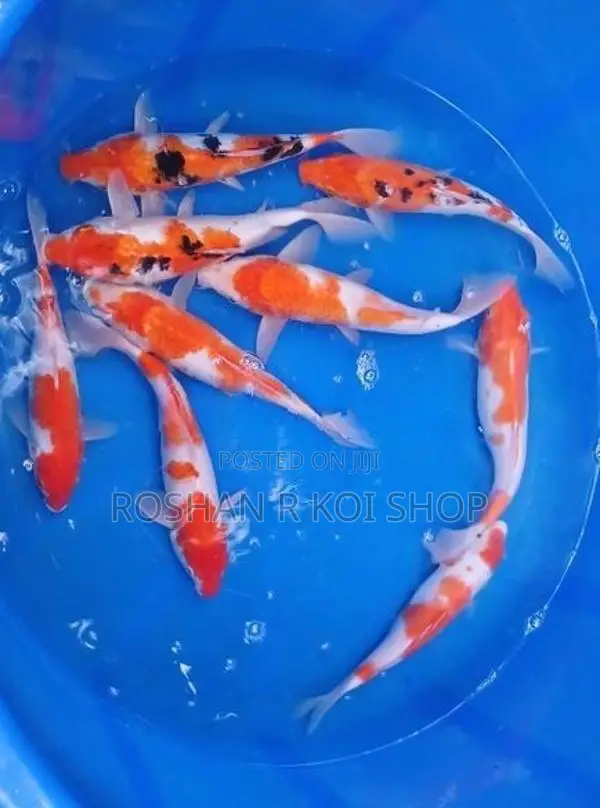 SL Koi Fish