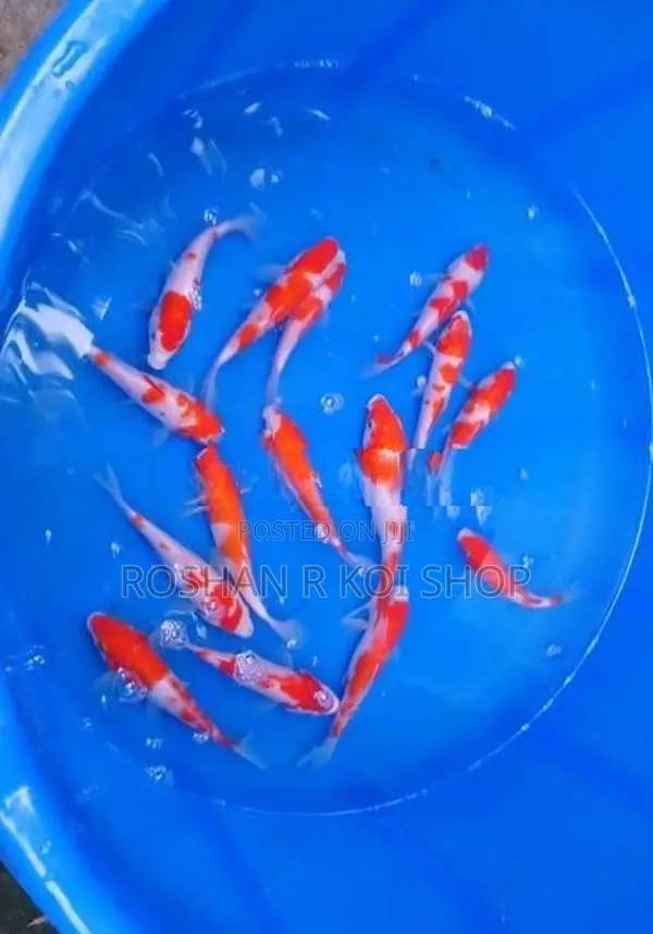 SL Koi Fish