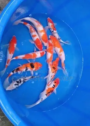 SL Koi Fish