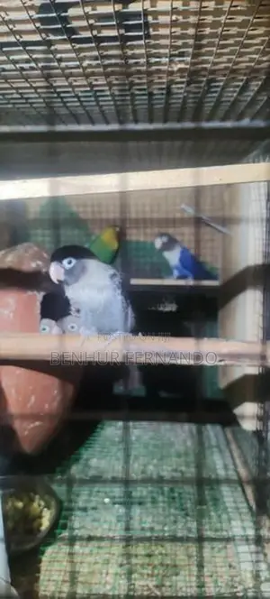 African Lovebirds