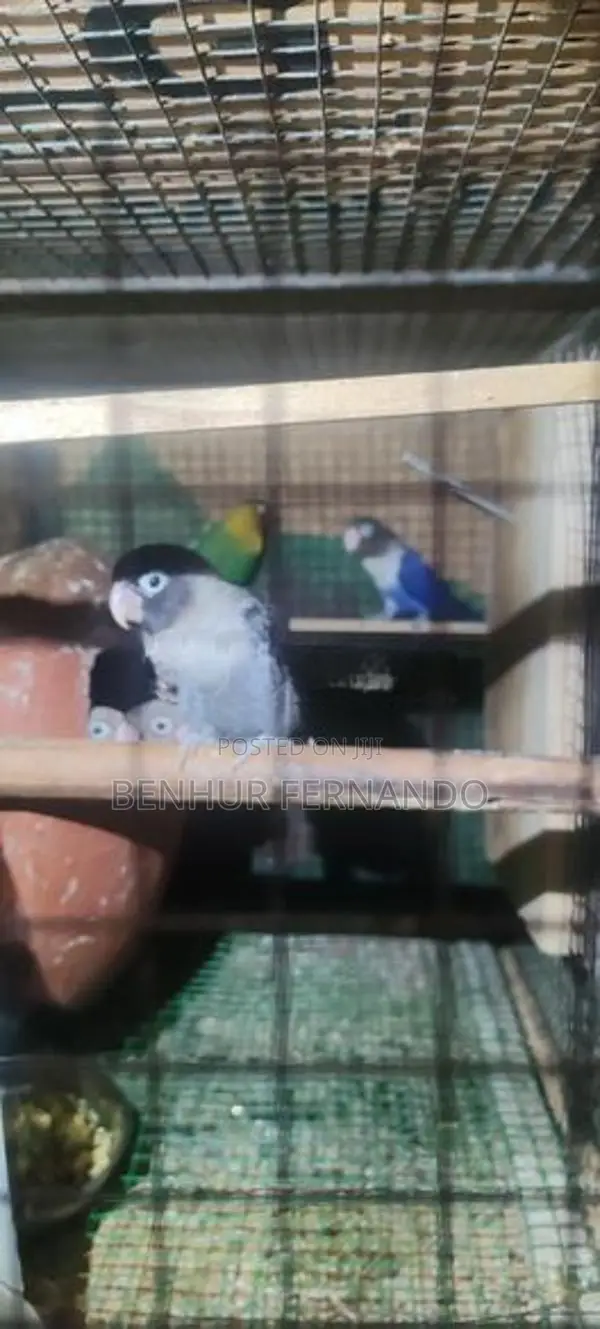 African Lovebirds