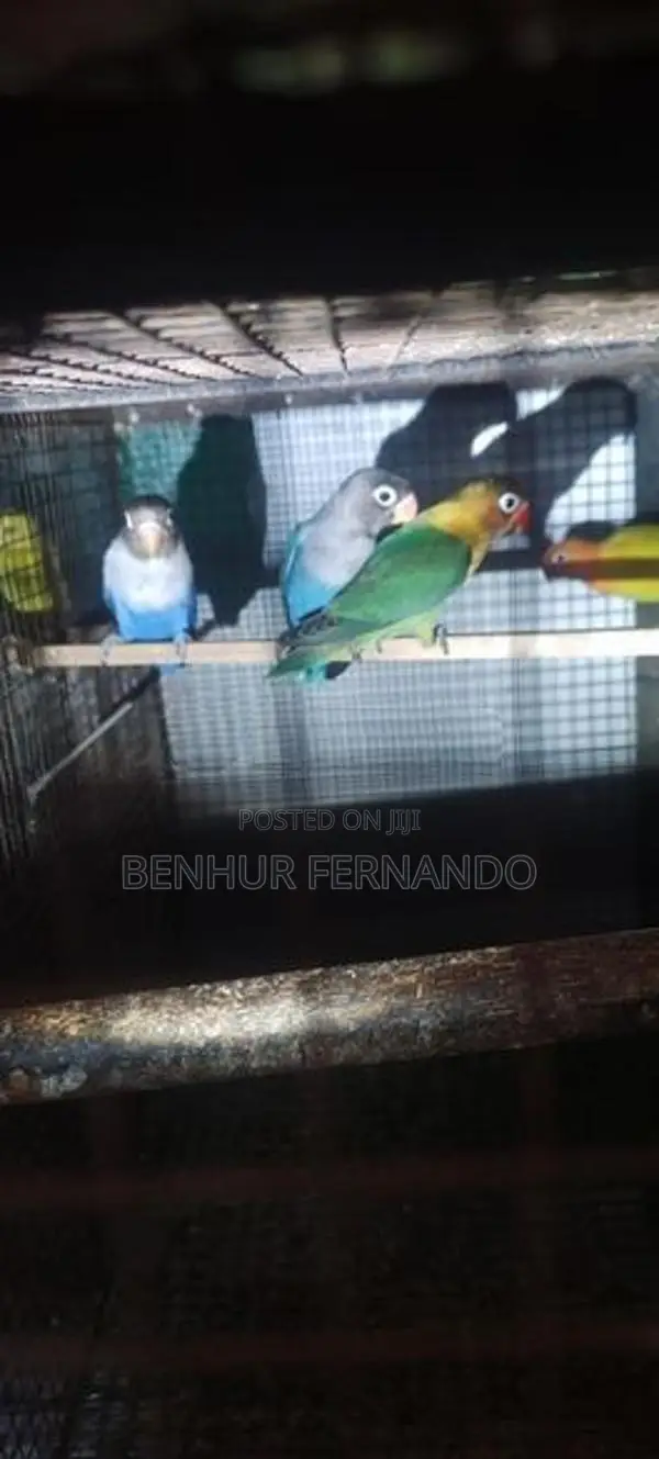 African Lovebirds