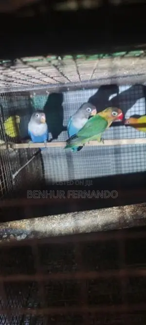 African Lovebirds