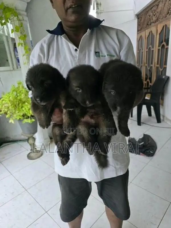German Shepherd Puppies