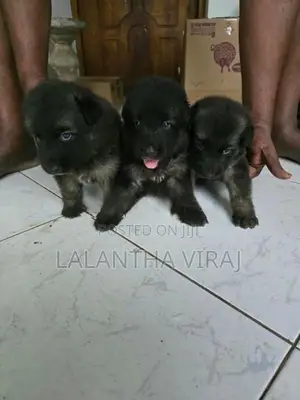 German Shepherd Puppies