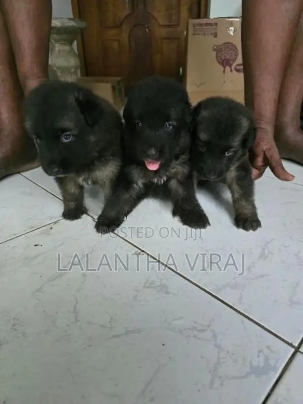 German Shepherd Puppies