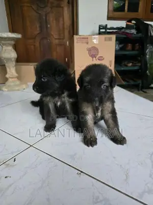 German Shepherd Puppies