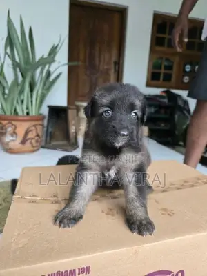 German Shepherd Puppies