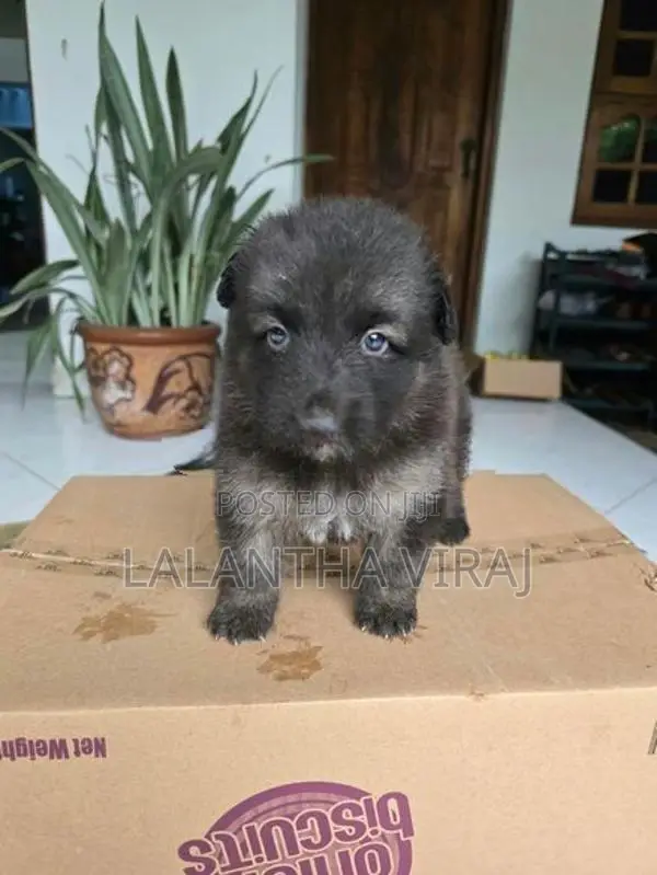 German Shepherd Puppies