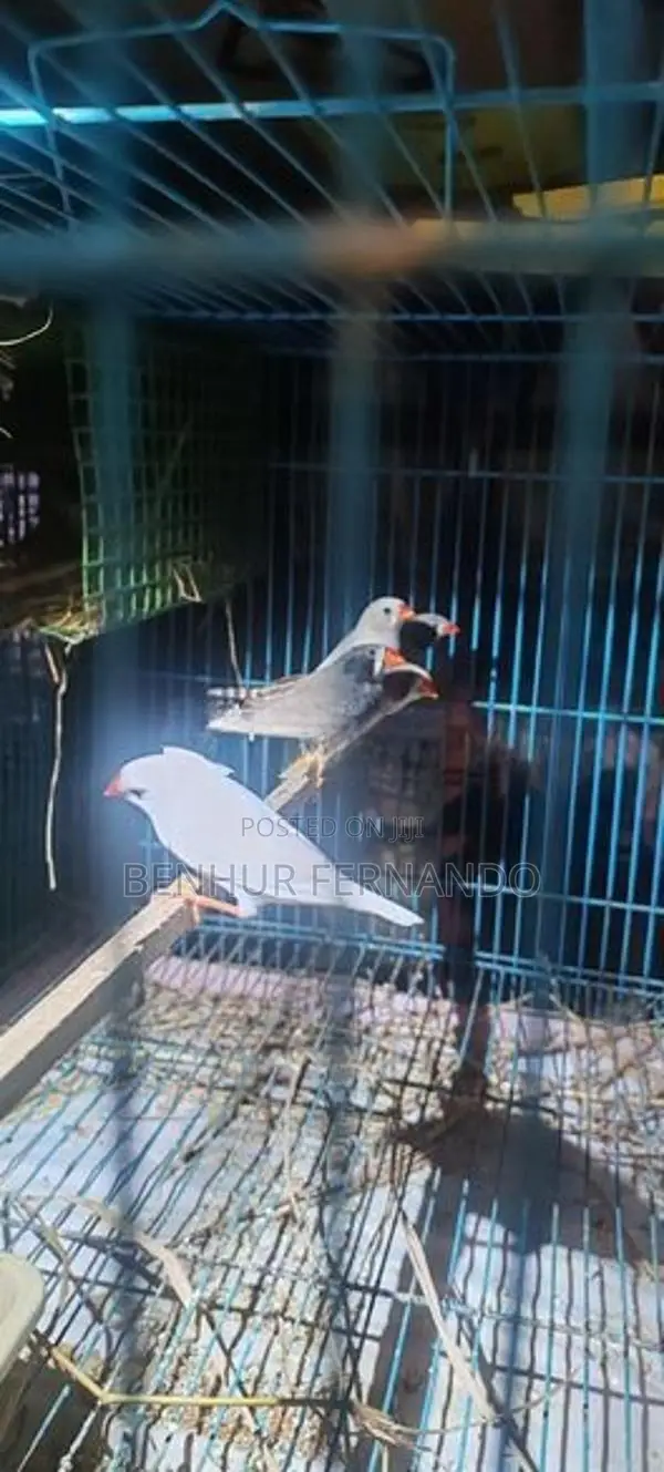 Finches