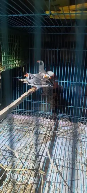 Finches
