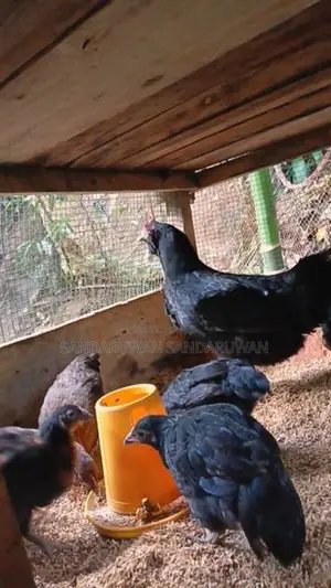ගම්කුකුල් පැටවුන්
