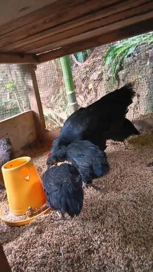 ගම්කුකුල් පැටවුන්