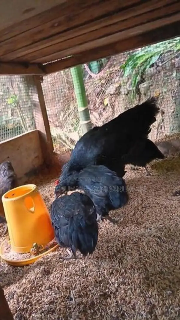 ගම්කුකුල් පැටවුන්