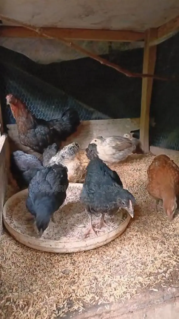 ගම්කුකුල් පැටවුන්