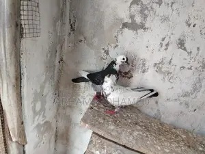 Pigeon