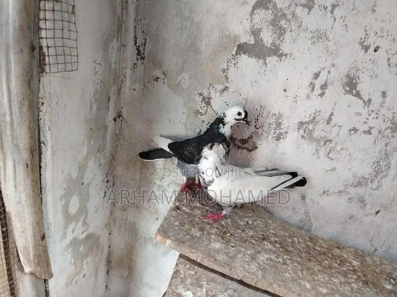 Pigeon