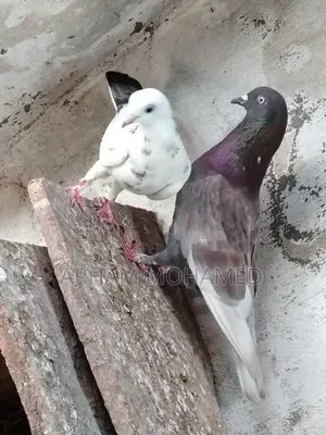 Pigeon