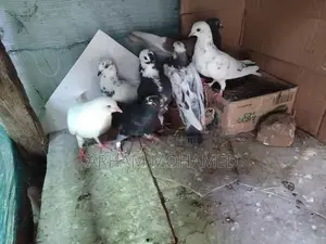 Pigeon