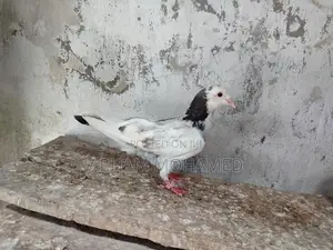 Pigeon