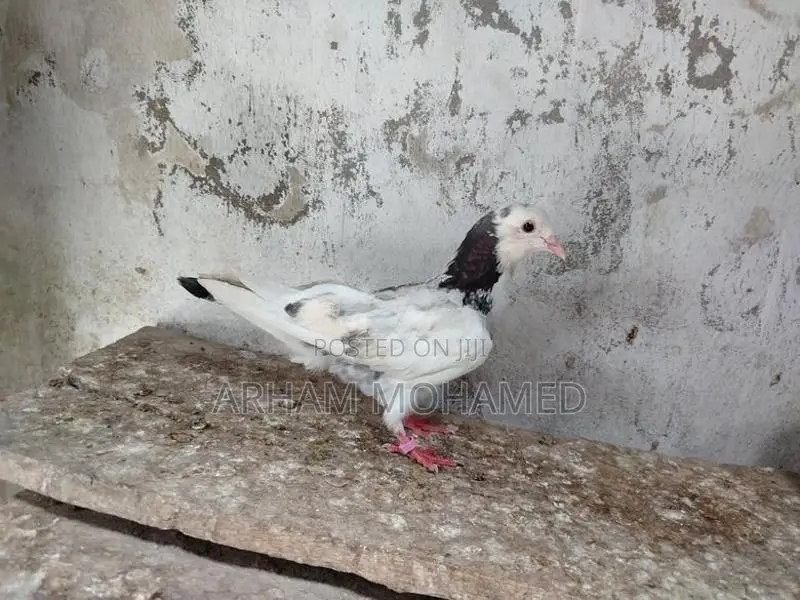Pigeon