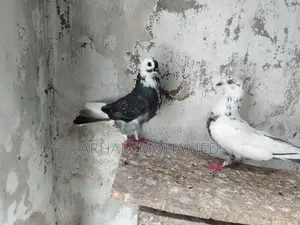 Pigeon