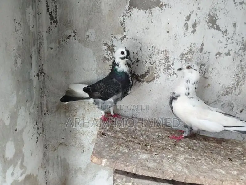 Pigeon