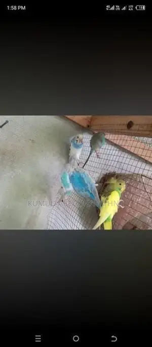 Love Birds