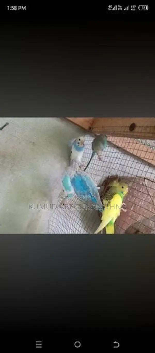 Love Birds