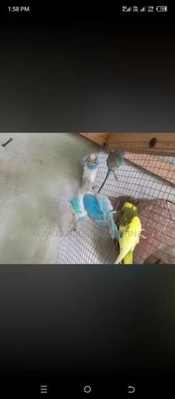 Love Birds