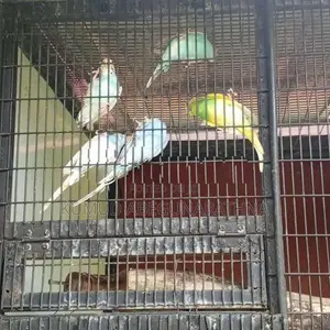 Love Birds