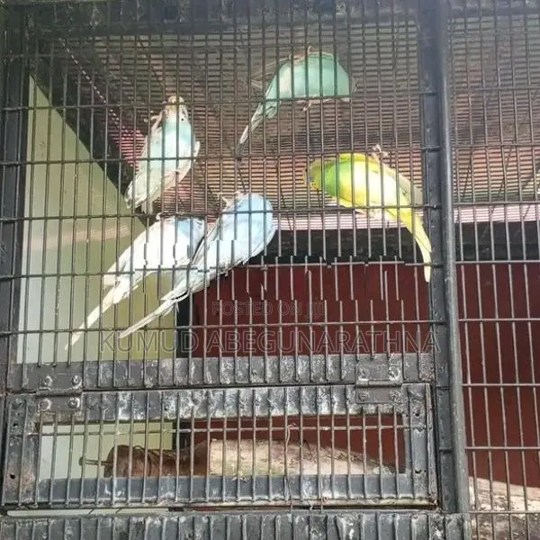 Love Birds