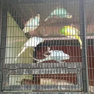 Love Birds