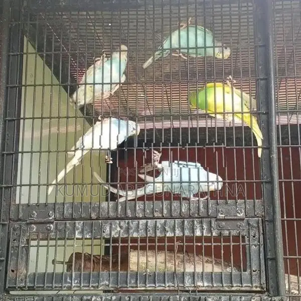 Love Birds