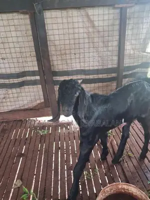 Farm Goat