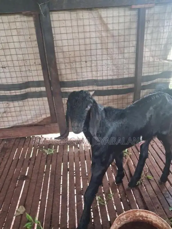 Farm Goat