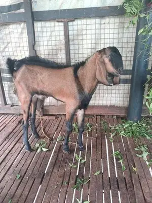 Farm Goat