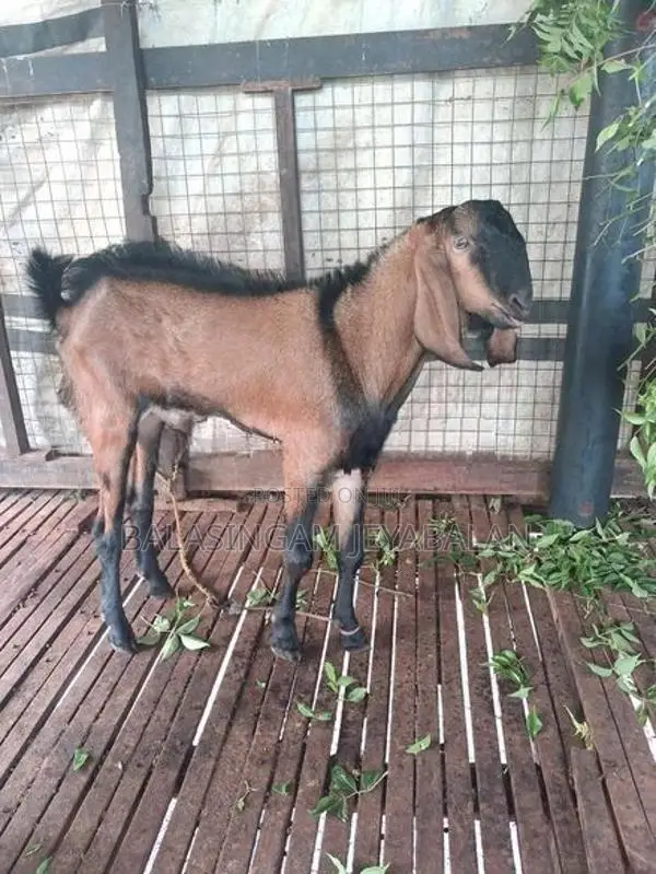 Farm Goat