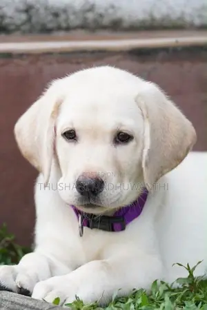 Labrador Puppy
