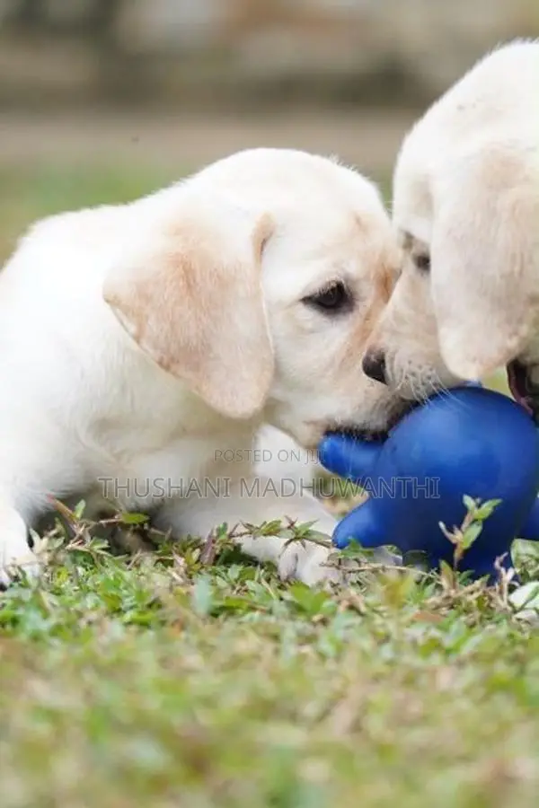 Labrador Puppy