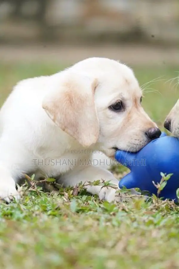 Labrador Puppy
