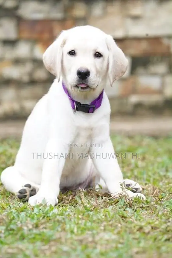 Labrador Puppy