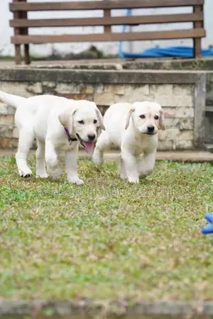 Labrador Puppy