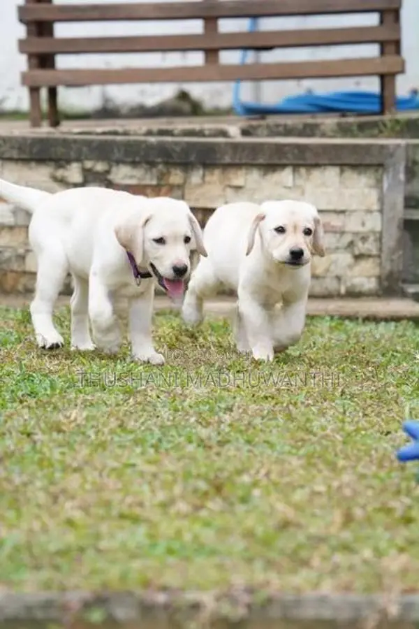 Labrador Puppy